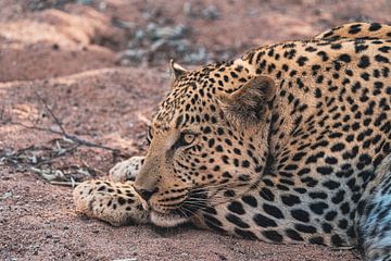Tête de léopard africain en Namibie, Afrique sur Patrick Groß