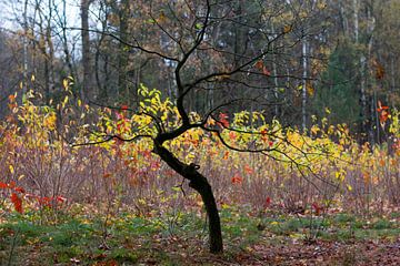 Herfst van Arno Photo