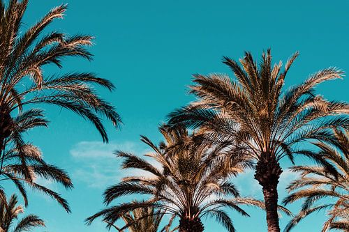 Palm Trees Blue Sky II