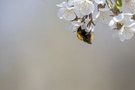 Hummel von Foto Studio Labie