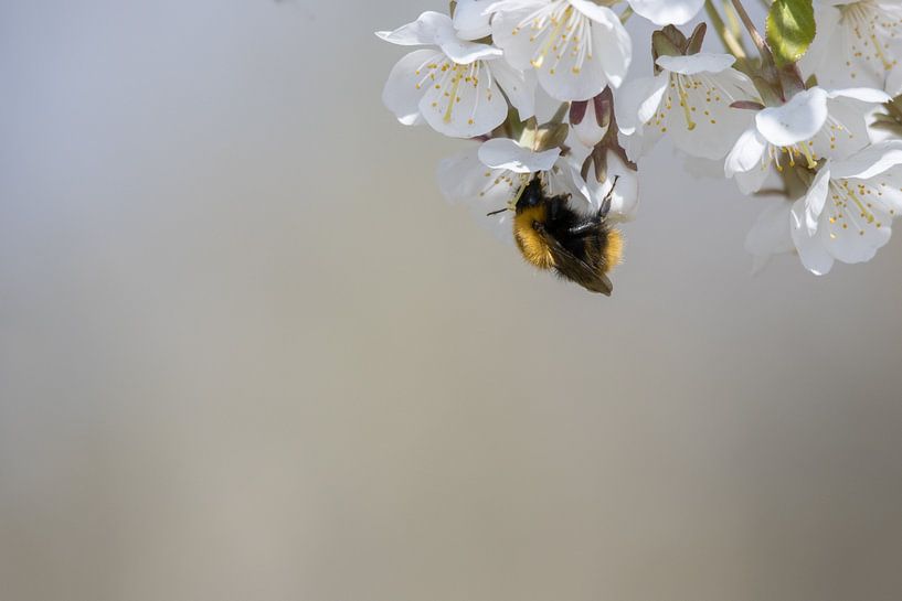Hommel van Foto Studio Labie