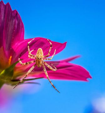 Macro d'une araignée croisée sur une fleur de dahlia sur ManfredFotos