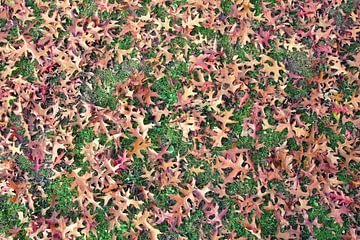 Fall Foliage by Bo Valentino