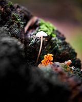 Mycena paddenstoel op de Vughtse Heide