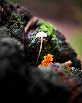 Mycena mushroom on the Vughtse Heide by Geert van Atteveld