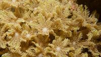 Zwierend koraal in de stroming von M&M Roding Miniaturansicht