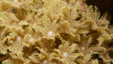 Zwierend koraal in de stroming