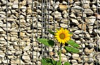 Eine sonnenblume vor einer Steinmauer von Ulrike Leone Miniaturansicht