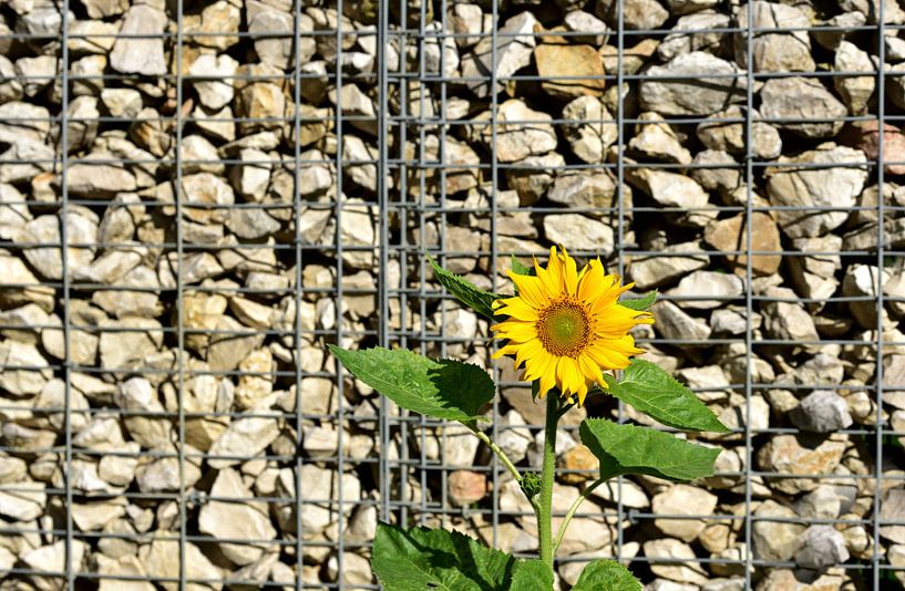 Eine sonnenblume vor einer Steinmauer von Ulrike Leone