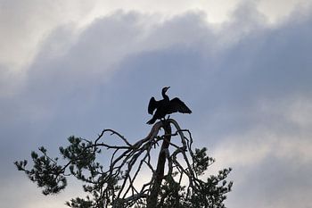 majestätischer Kormoran