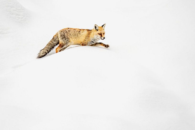 Vos in de sneeuw van Sam Mannaerts