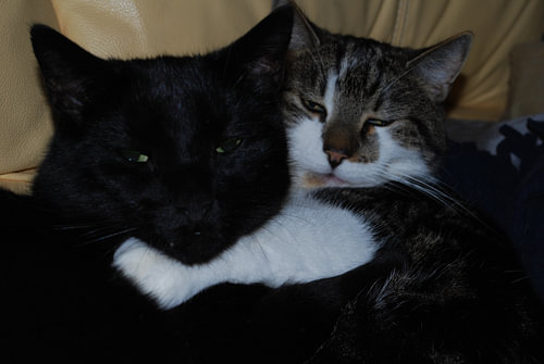 Katten