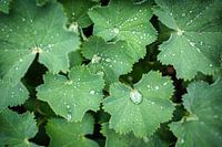 Dewdrops on lady's mantle