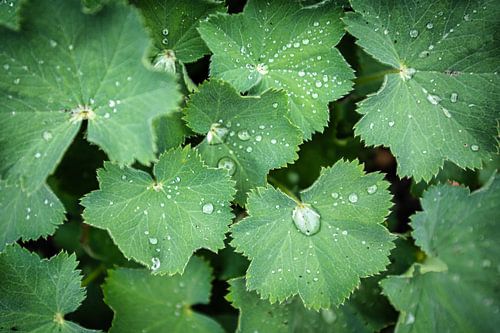 Gouttes de rosée sur le manteau de la dame