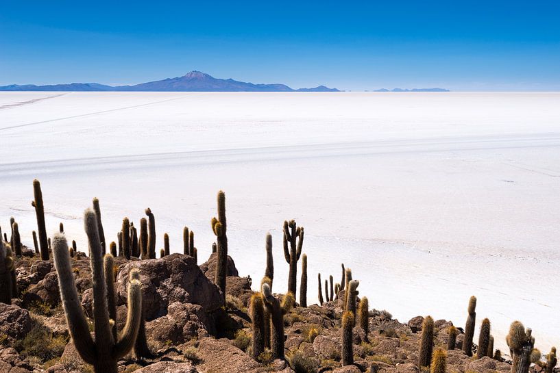 Cactuseiland van Ronne Vinkx