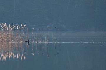 Zwartkopduiker ( Gavia arctica ) zwemmend tegen het licht op een wazige dag voor het riet