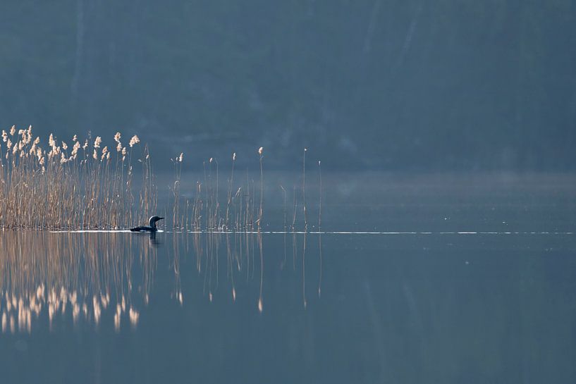 Black-throated Loon / Arctic Loon ( Gavia arctica ), swimming in front of a reed belt, on a hazy mor by wunderbare Erde