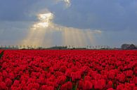Rode tulpen  van Michel van Kooten thumbnail