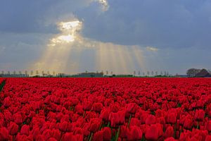 Rode tulpen  sur Michel van Kooten