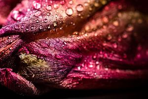 Makro Blüte der Tulpe mit Wassertropfen