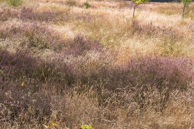 Un morceau de lande à Weert, dans le Limbourg par Jolanda de Jong-Jansen