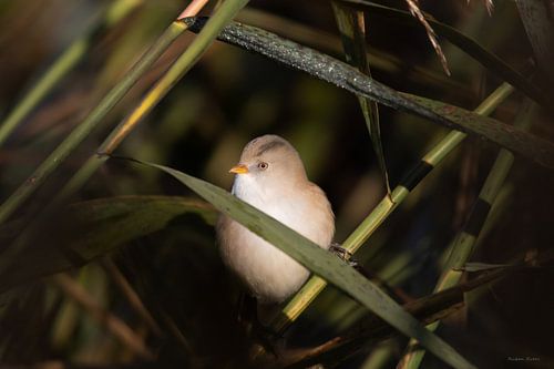 Male and female bearded tit