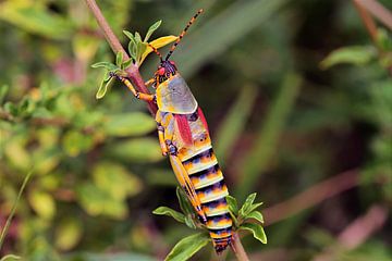 Elegant grasshopper by nico weijers