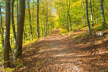 Bosachtergrond met zon die door de bomen schijnt en herfstbladeren op pad van Alex Winter