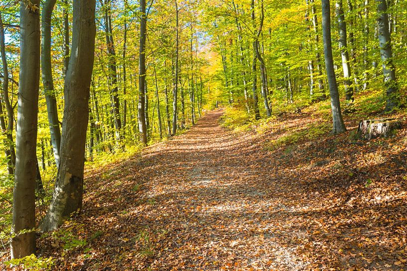 Arrière-plan de forêt avec le soleil qui brille à travers les arbres et les feuilles d'automne sur l par Alex Winter