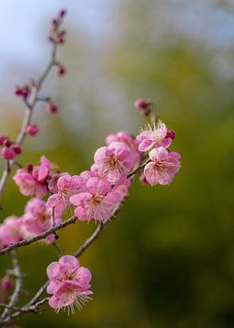 Blühende Bäume im Frühling von LyanneArt