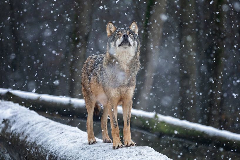 Grauer Wolf von gea strucks