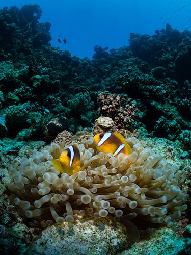 Clownfish in their anemone