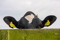 Kuhaugen über dem Zaun