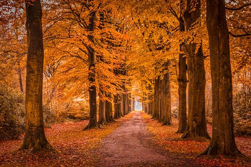 Herbst in Moretusbos