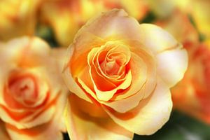 Sommerrosen