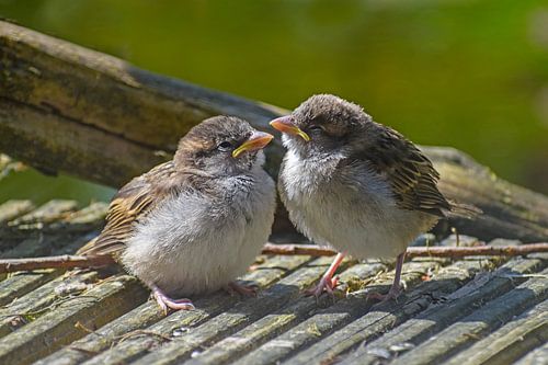 Twee schattige jonge babyvogels, House Sparrows (Passer domesticus) zitten op grijs hout en wachten 