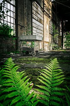 Green ferns in an abandoned factory - a place between nature and industry by InfiniteArtLabs