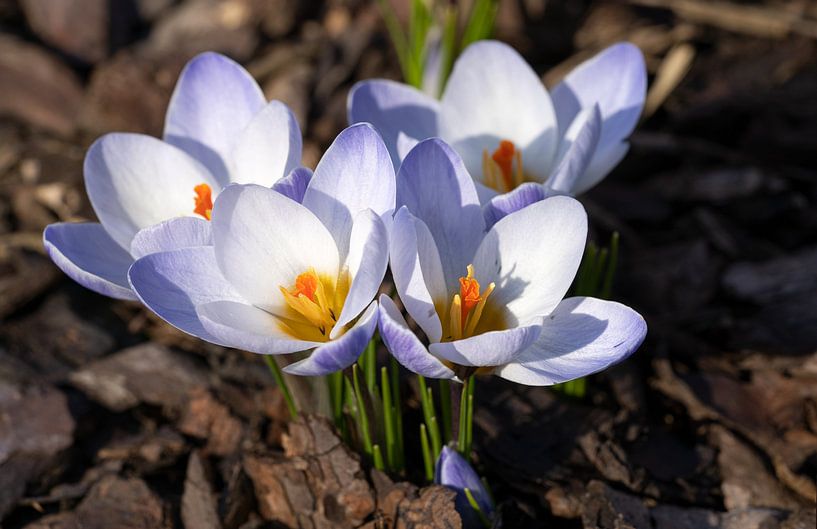 Krokus im Sonnenschein von Alexander Ludwig