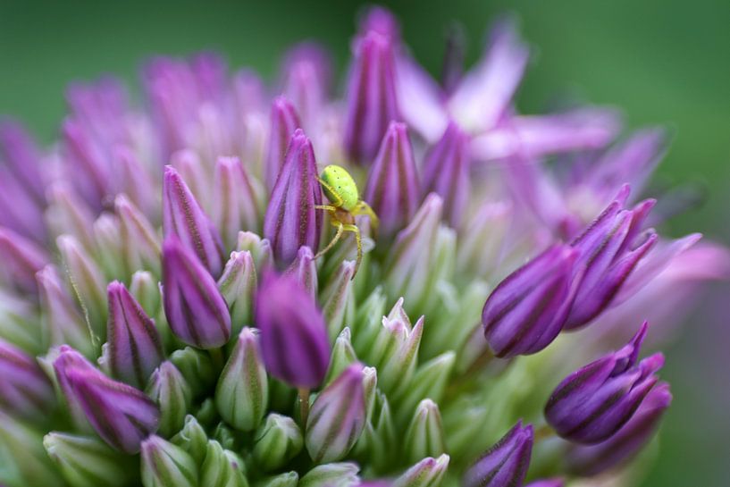 Süße Spinne von @Unique