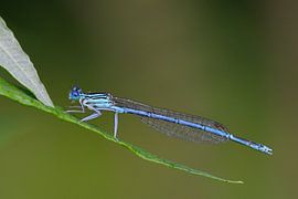 blue damselfly by Karin Jähne