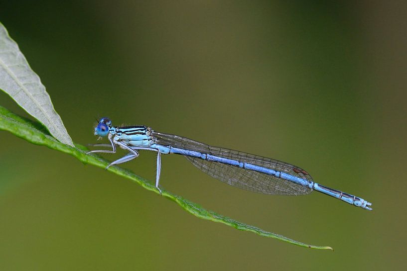 Blaue Federlibelle von Karin Jähne