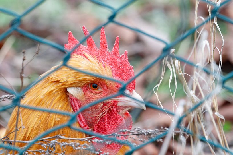 Huhn hinter Zaun von VenPhoto
