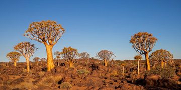 Quiver tree in the Quiver Tree Forest by Antwan Janssen