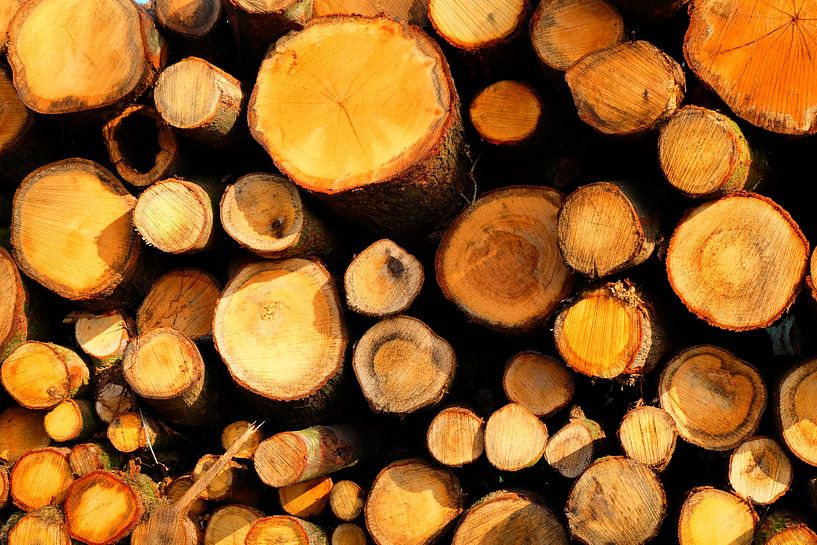 Houtwal van boomstammen  von Marian Klerx