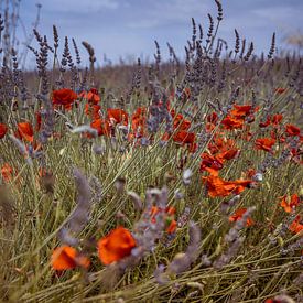 Lavender field with poppy by Menno Janzen