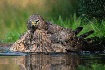Juveniele havik op de Lemelerberg van Wim van der Meule