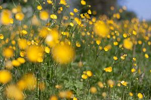 Springtime - buttercups by Jaap de Wit