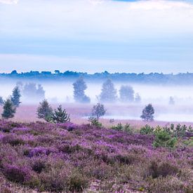 Purple carpet on the Kalmthoutse Heide in August by Teuni's Dreams of Reality