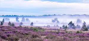 Paars tapijt op de Kalmthoutse Heide in augustus van Teuni's Dreams of Reality