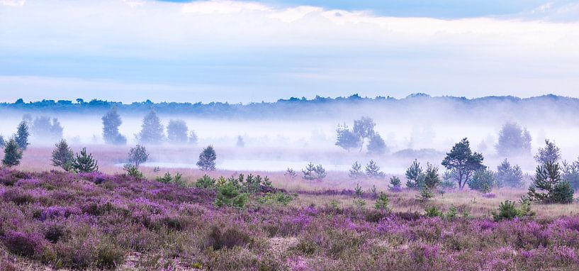 Purple carpet on the Kalmthoutse Heide in August by Teuni's Dreams of Reality